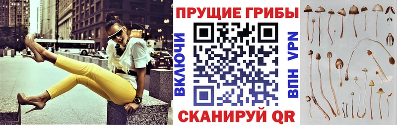 Галлюциногенные грибы MAGIC MUSHROOMS  цены наркотик  Новоржев 